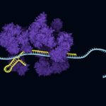ai‑designed-anti‑crisprs-enable-rapid-cas13-inhibition