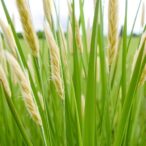 unraveling-poaceae-chloroplast-genome-evolution-insights