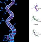 l-fucose:-a-sugar-with-cancer-therapy-potential