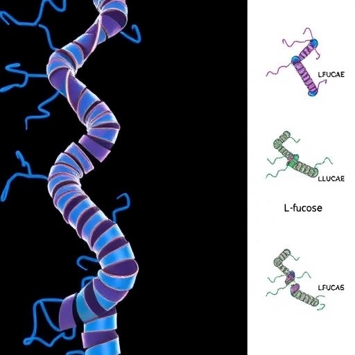 l-fucose:-a-sugar-with-cancer-therapy-potential