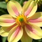 sirna-transport-drives-pollen-development-functions