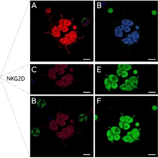 nkg2d-car-macrophages-induce-lasting-hepatocellular-carcinoma-remission