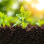 pesticide-residues-impact-soil-biodiversity-functions