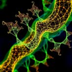 bionano-mapping-reveals-complexities-of-chromosomal-duplications