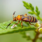 new-strategies-in-managing-phthorimaea-absoluta-pest