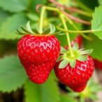strawberry-cultivars’-anthocyanins-and-anti-inflammatory-effects