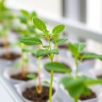 advancing-micropropagation-techniques-for-medicinal-plants