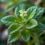 edta-gui:-advanced-plant-lineage-classification-made-easy