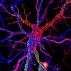 exploring-the-immune-system-through-in-vivo-imaging