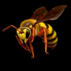 giant-hornet-genomes-unraveled-by-centromere-expansions