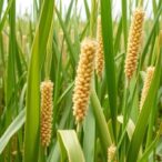 sorghum-genotypes-show-anthracnose-resistance-in-ethiopia