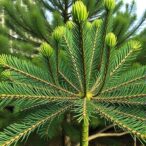 pinus-nigra’s-defense-mechanisms-against-diplodia-sapinea