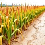 understanding-drought-tolerance-in-maize-with-ai
