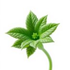 unlocking-plant-resilience:-stress-physiology-approaches