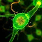 rottlerin-induces-ferroptosis,-boosts-liver-cancer-therapy