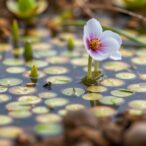 seasonal-soil-feedbacks-shape-halophytic-ecosystems