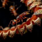 decoding-host-manipulation:-ant-cestode-transcriptome-insights