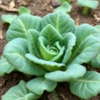 zinc-and-boron-boost-brassica-rapa-growth-and-resilience