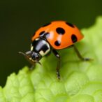 new-ladybird-beetle-species-discovered-on-kyushu-university-campus