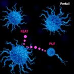 circulating-progenitor-cells-detect-and-repair-aberrant-cells