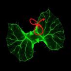 mme-identified-as-key-target-of-notoginsenoside-r1