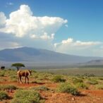 evaluating-wildlife-risks-and-land-changes-in-ethiopia