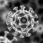 hsp70-chaperones-drive-flavivirus-secretion-and-assembly