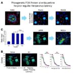 epigenetic-fox-proteins-regulate-herpesvirus-latency