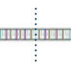genetic-variability-of-voltage-gated-sodium-channel-nav1.2