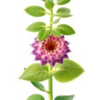 stacking-the-genetic-deck:-how-certain-plant-hybrids-defy-the-odds