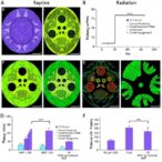 low-dose-hmf-reduces-radiation-induced-intestinal-toxicity