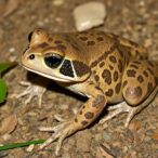 florida-cane-toad:-complex-spread-and-selective-evolution