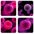 succinate-receptor-1-limits-blood-cell-formation,-leukemia