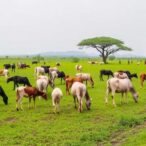 private-sector-cuts-greenhouse-gases-in-africa’s-livestock