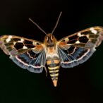genetically-engineered-moths-may-substitute-mice-in-research-on-major-human-health-threat