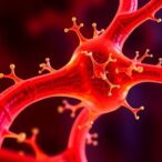 newly-discovered-lymph-node-structure-transforms-understanding-of-lymphatic-physiology