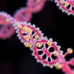 uc-irvine-scientists-develop-breakthrough-enzyme-for-rapid-and-precise-rna-synthesis