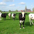 exploring-belgium’s-livestock-transition:-narratives-and-trade-offs