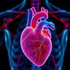 unveiling-muscle-viscoelasticity’s-impact-in-heart-failure