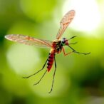 pathogen-load-variation-expands-avian-malaria-spread