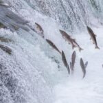 upstream-posts-tezspire-like-asthma-efficacy-in-phase-2-but-falls-short-of-best-case-scenario