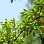 genomic-advancements-accelerate-efforts-to-restore-the-american-chestnut