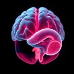 lasting-brain-changes-after-very-preterm-birth