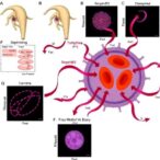 serpinb2-regulates-macrophage-survival-via-mitochondria