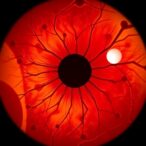 unveiling-the-evolution-of-sharp-vision:-insights-from-lab-grown-retinas
