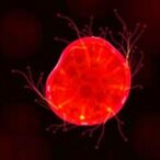 how-hnrnpm-and-bcas2-control-oocyte-development