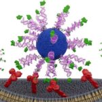 antigen-orientation-boosts-hpv-cancer-sna-vaccine,-slows-tumors-in-models