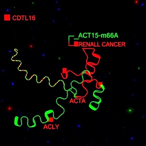 cdk13-fuels-renal-cancer-via-mettl16-m6a-of-acly