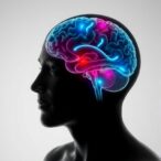 universal-foundation-model-advances-human-brain-mri-analysis