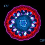 base-barrier-cells:-compartmentalizing-choroid-plexus-and-csf